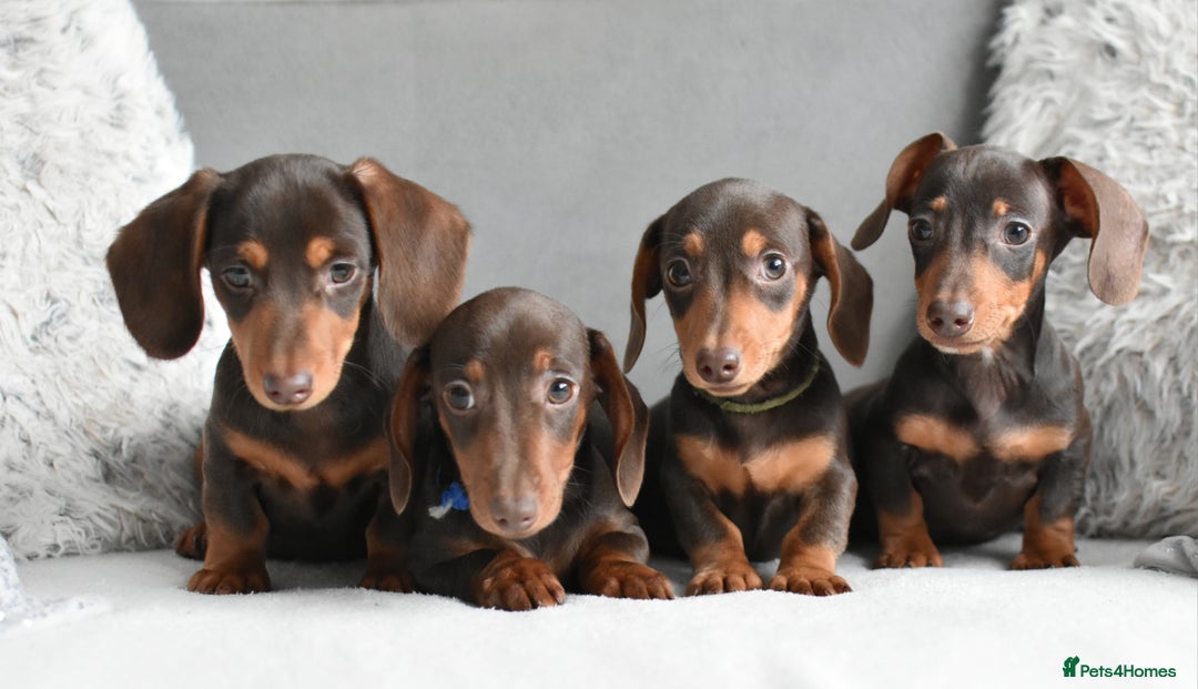 Miniature Dachshund dogs for sale: Miniature Dachshund Boys **READY NOW** - Advert 1