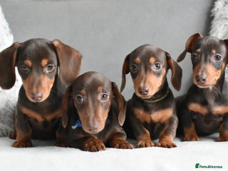Miniature Dachshund dogs - Advert 19