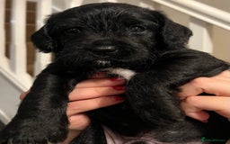 Mixed Breed dogs for sale: Meet our Beautiful Little Frockers ! - Image 23