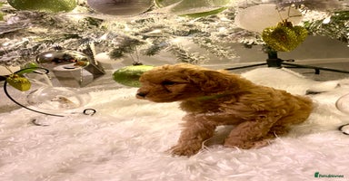 Poochon dogs 🐶🐾 4 STUNNING POOCHON PUPS 🐾🐶 - Advert 3