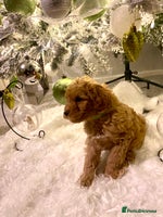 Poochon dogs 🐶🐾 4 STUNNING POOCHON PUPS 🐾🐶 - Advert 3