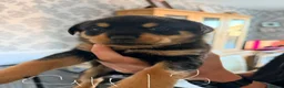 Rottweiler dogs for sale: Tilly’s puppies  - Advert 7