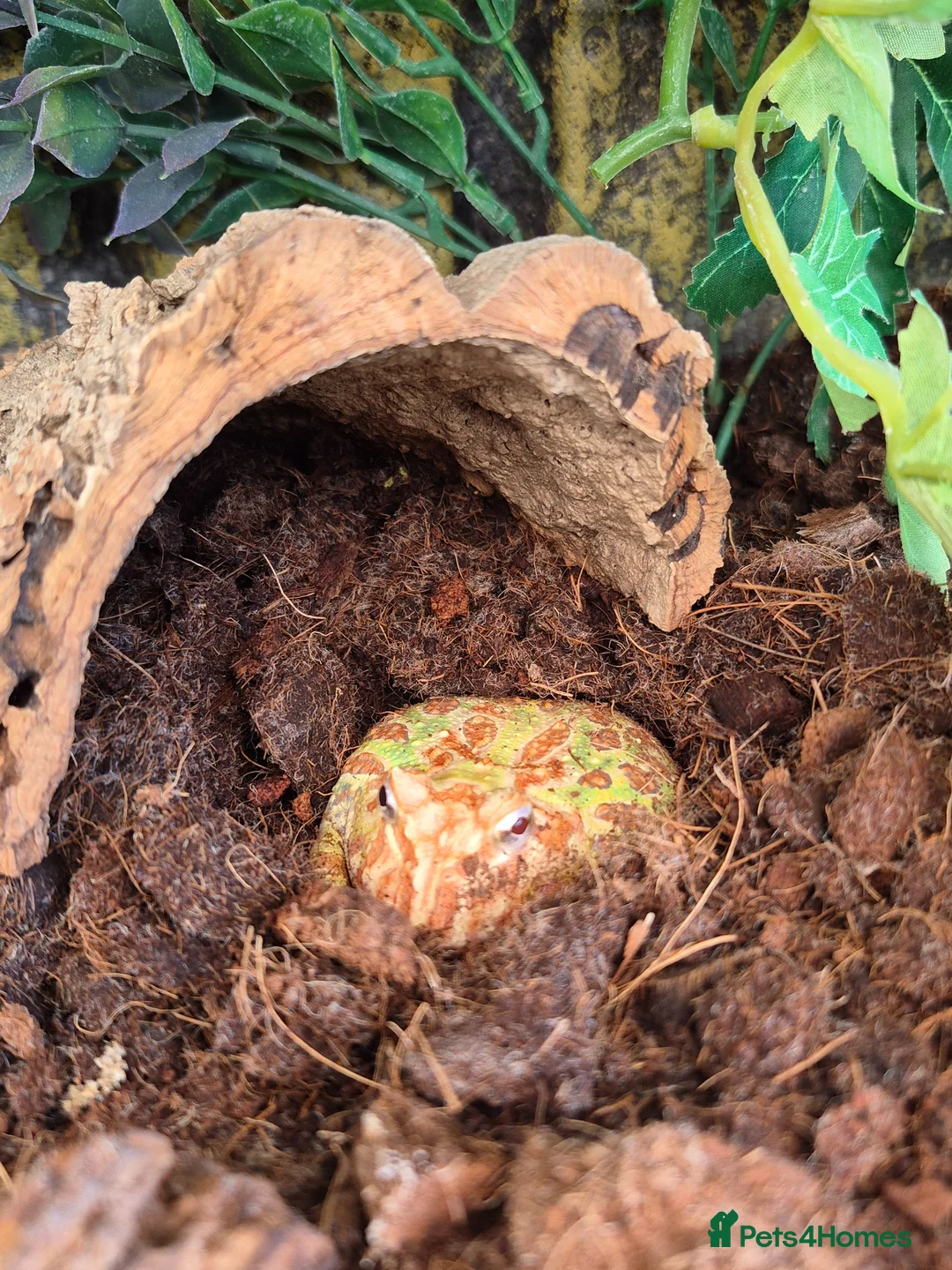 Frog reptiles for sale: Milk frogs. Whites. Green and black. Pacman - Advert 2