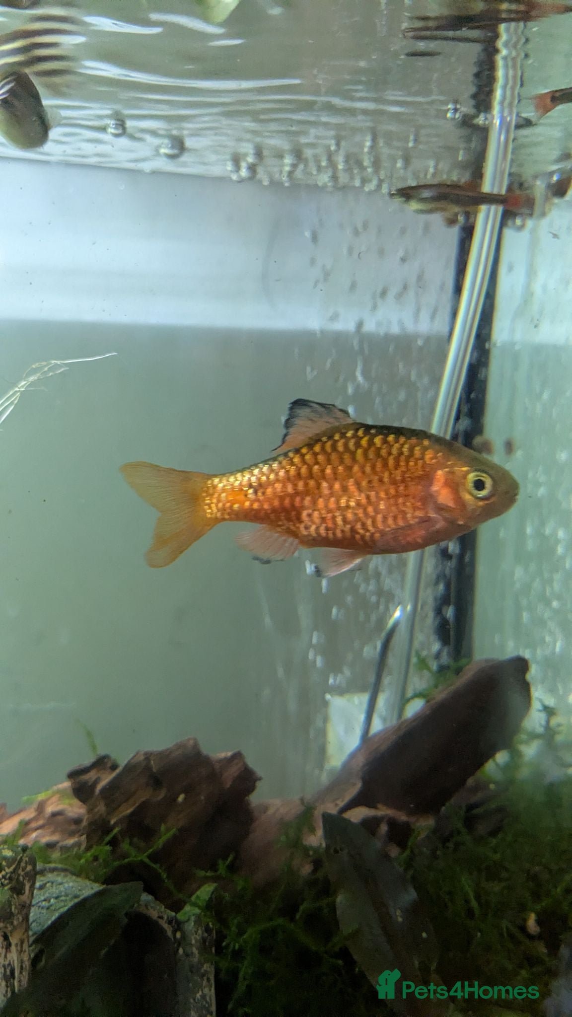 Barbs fish Lonely rosy barb looking for new friends - Advert 6