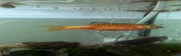 Barbs fish for sale: Lonely rosy barb looking for new friends - Advert 1
