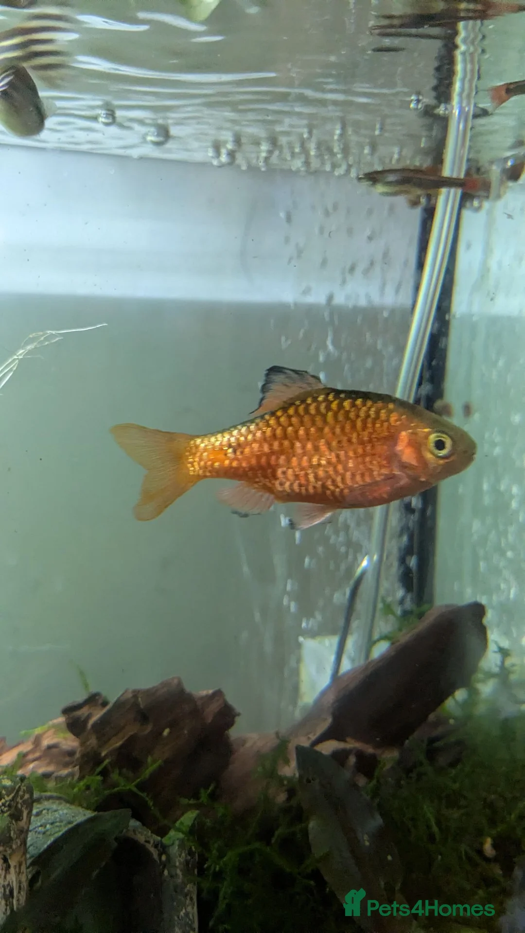 Barbs fish for sale: Lonely rosy barb looking for new friends - Advert 1