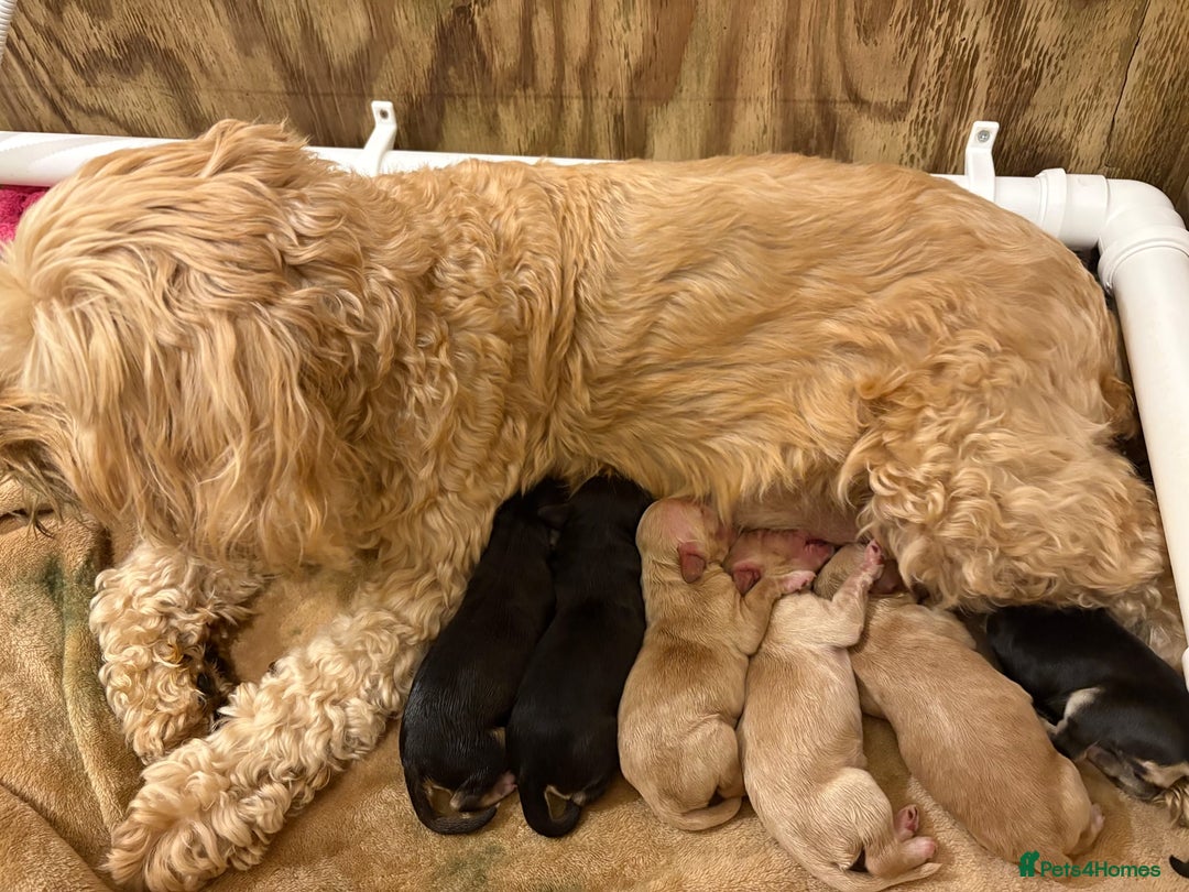 Cockapoo dogs for stud: Silver Phantom Parti Cockapoo for Stud - Advert 9