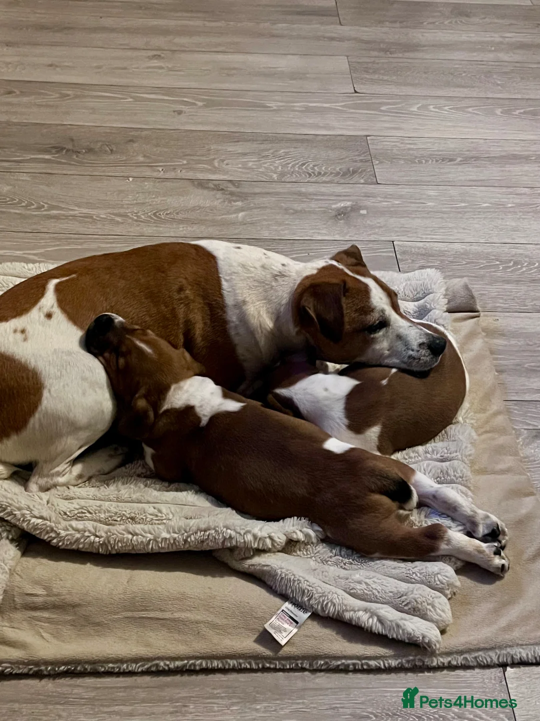 Plummer Terrier dogs for sale: 🩷2 Beautiful Puppies💙 - Advert 2