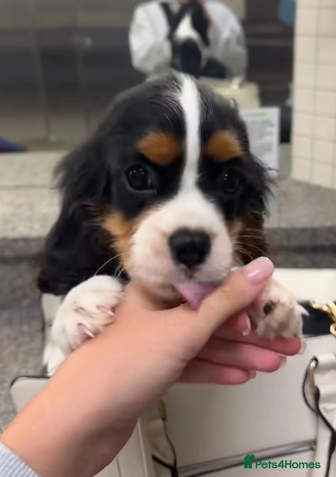 Cavalier King Charles Spaniel dogs for sale: %100 Pure Breed Cavalier King Charles Pups  in Folkestone - Advert 2