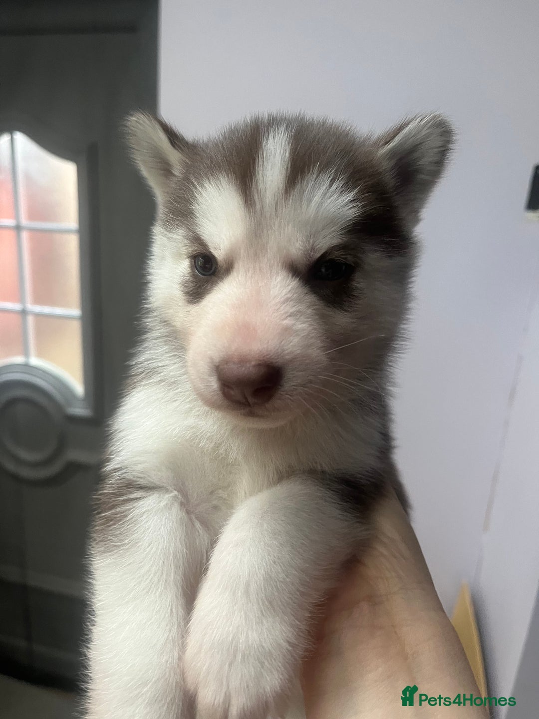 Siberian Husky dogs for sale: Siberian Husky puppies  - Advert 6