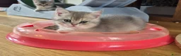 British Shorthair cats for sale: Golden British babies - Advert 29