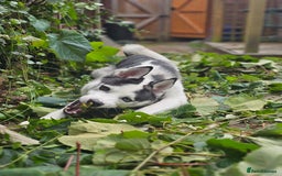 Siberian Husky dogs for sale: Husky for rehoming  - Image 4