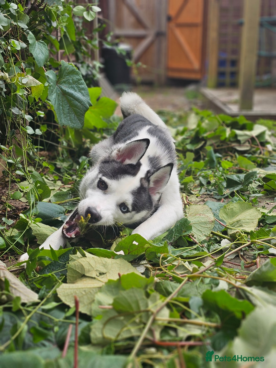 Siberian Husky dogs for sale: Husky for rehoming  - Image 4