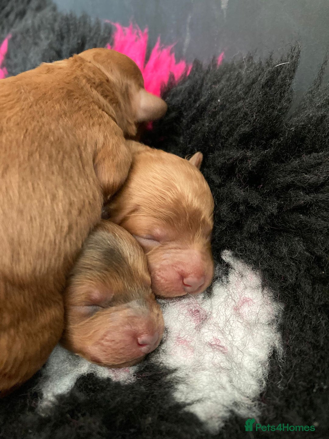 Cockapoo dogs for sale: f1b tiny cockapoo puppies - Image 10