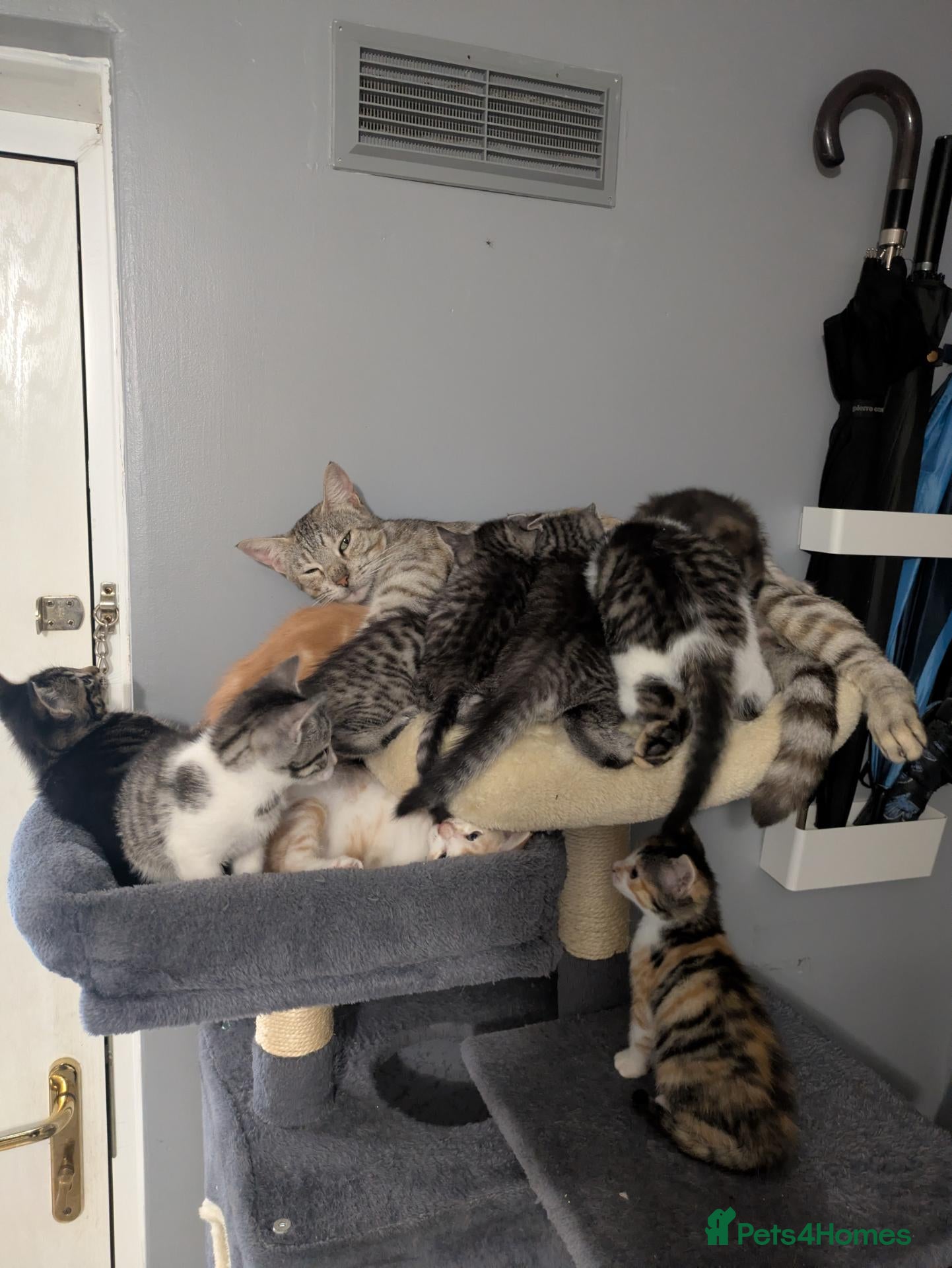 Mixed Breed cats for sale: Kittens for sale - Advert 7