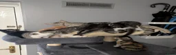 Mixed Breed cats for sale: Kittens for sale - Advert 1