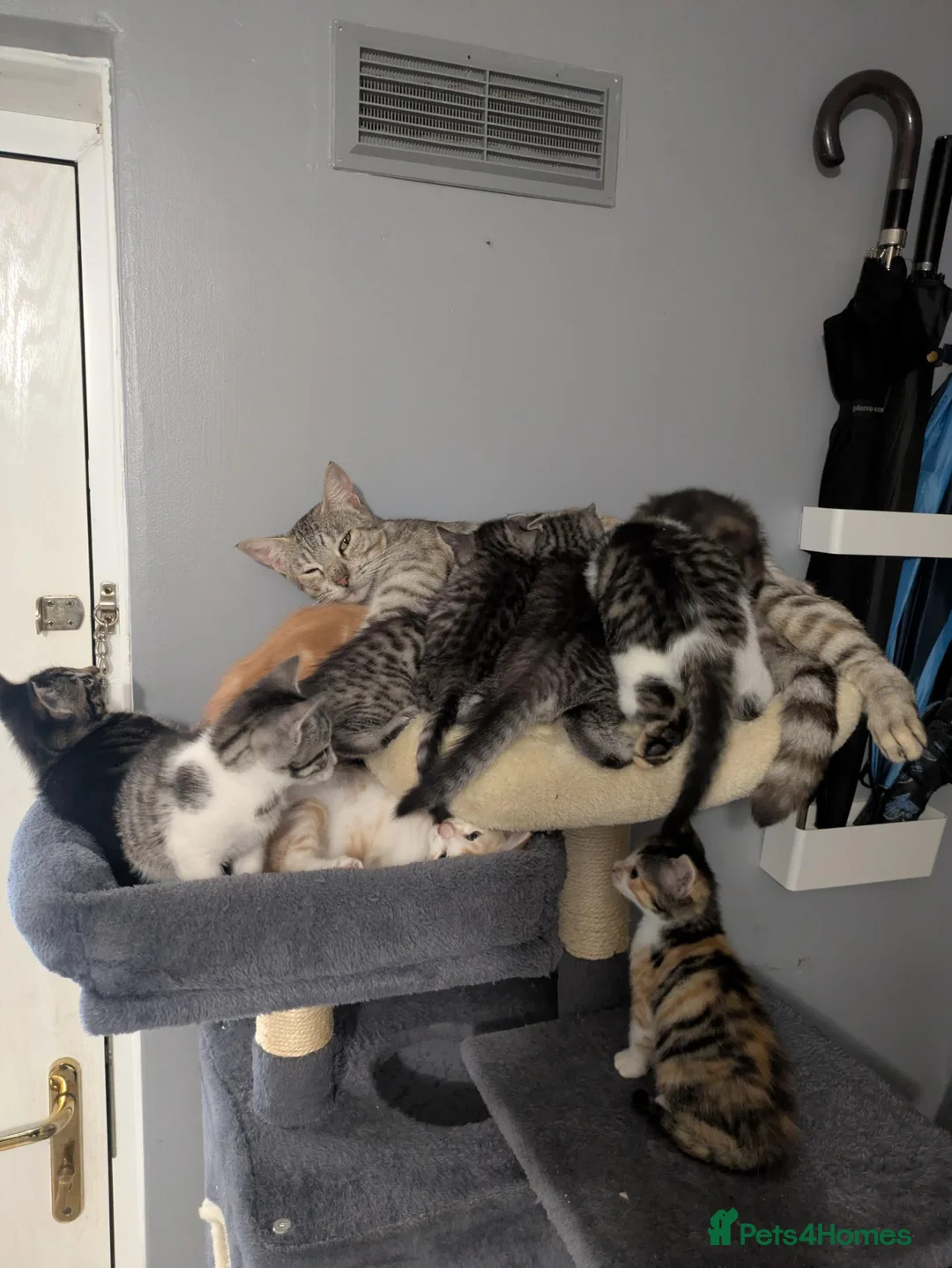 Mixed Breed cats for sale: Kittens for sale - Advert 1