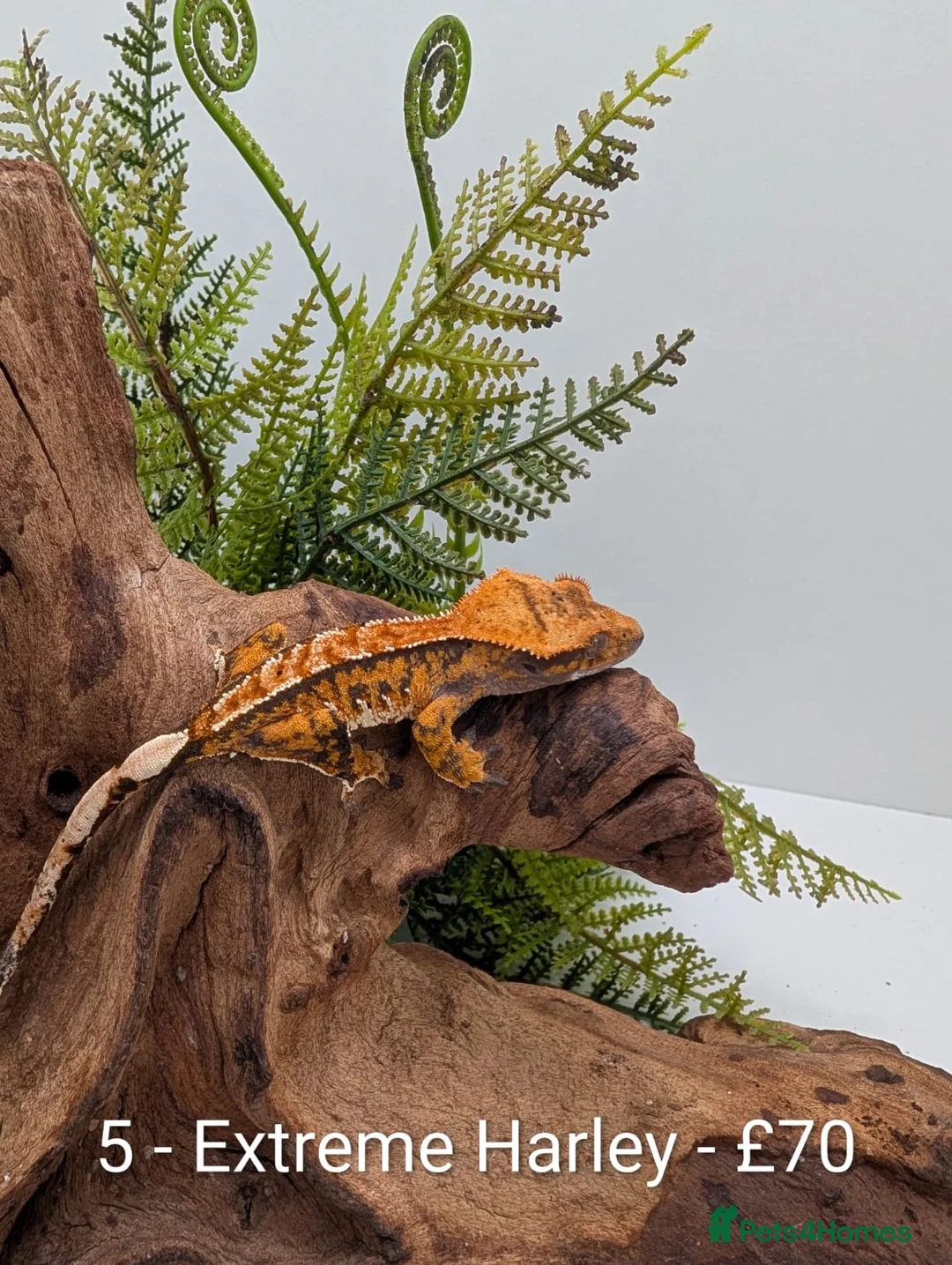Gecko reptiles for sale: Beautiful Mix of Crested Geckos - Advert 5