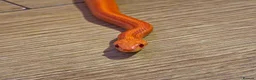 Corn Snake reptiles for sale: Pete- the Fire Stripe Cornsnake  in Nottingham - Advert 3