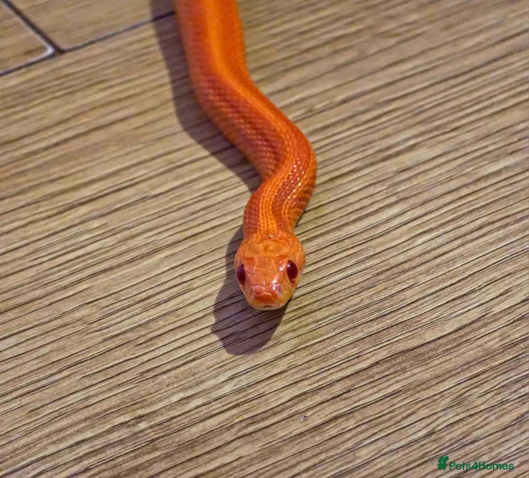 Corn Snake reptiles for sale: Pete- the Fire Stripe Cornsnake  in Nottingham - Advert 3
