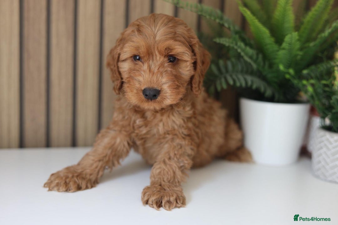 Cavapoo dogs for sale: Red & apricot health tested cavapoo puppies  - Image 2