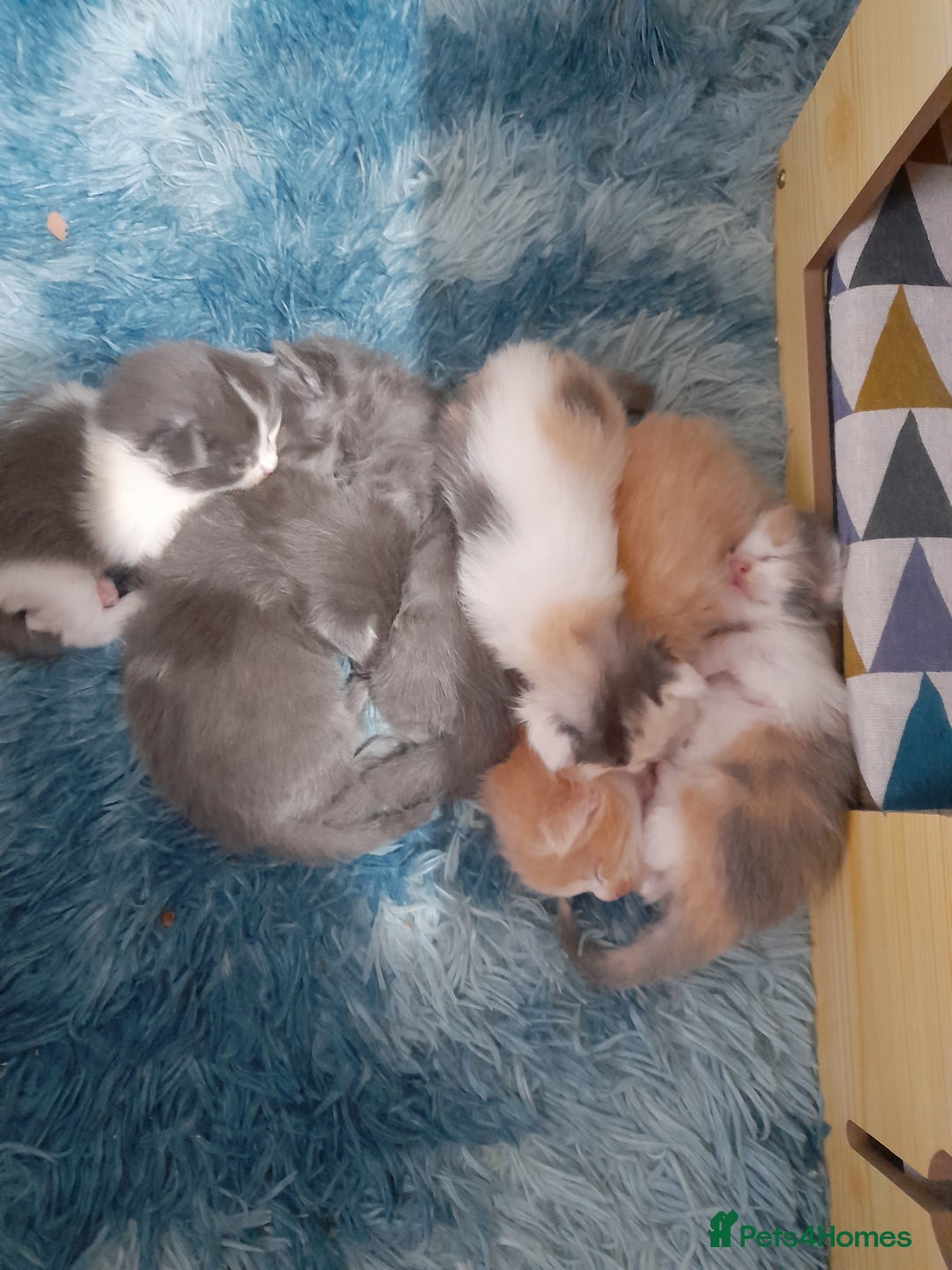 Ragcoon cats for sale: Stunning, and chunky ragcoons  - Image 22