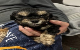 Poochon dogs for sale: Poochon puppies for sale - Image 4