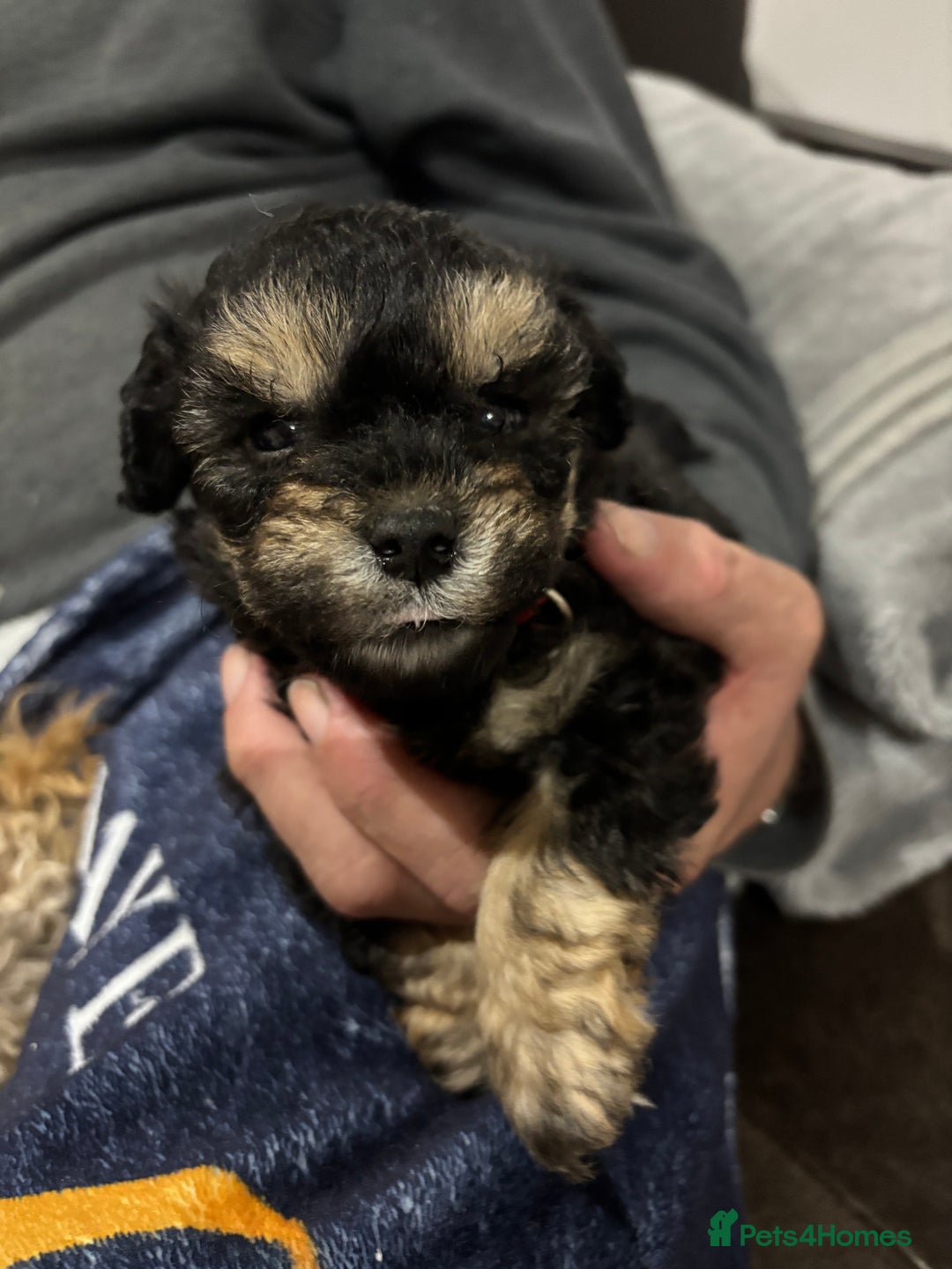 Poochon dogs for sale: Poochon puppies for sale - Image 4