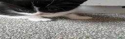 Mixed Breed cats for sale: Kittens ready for forever home  - Advert 8