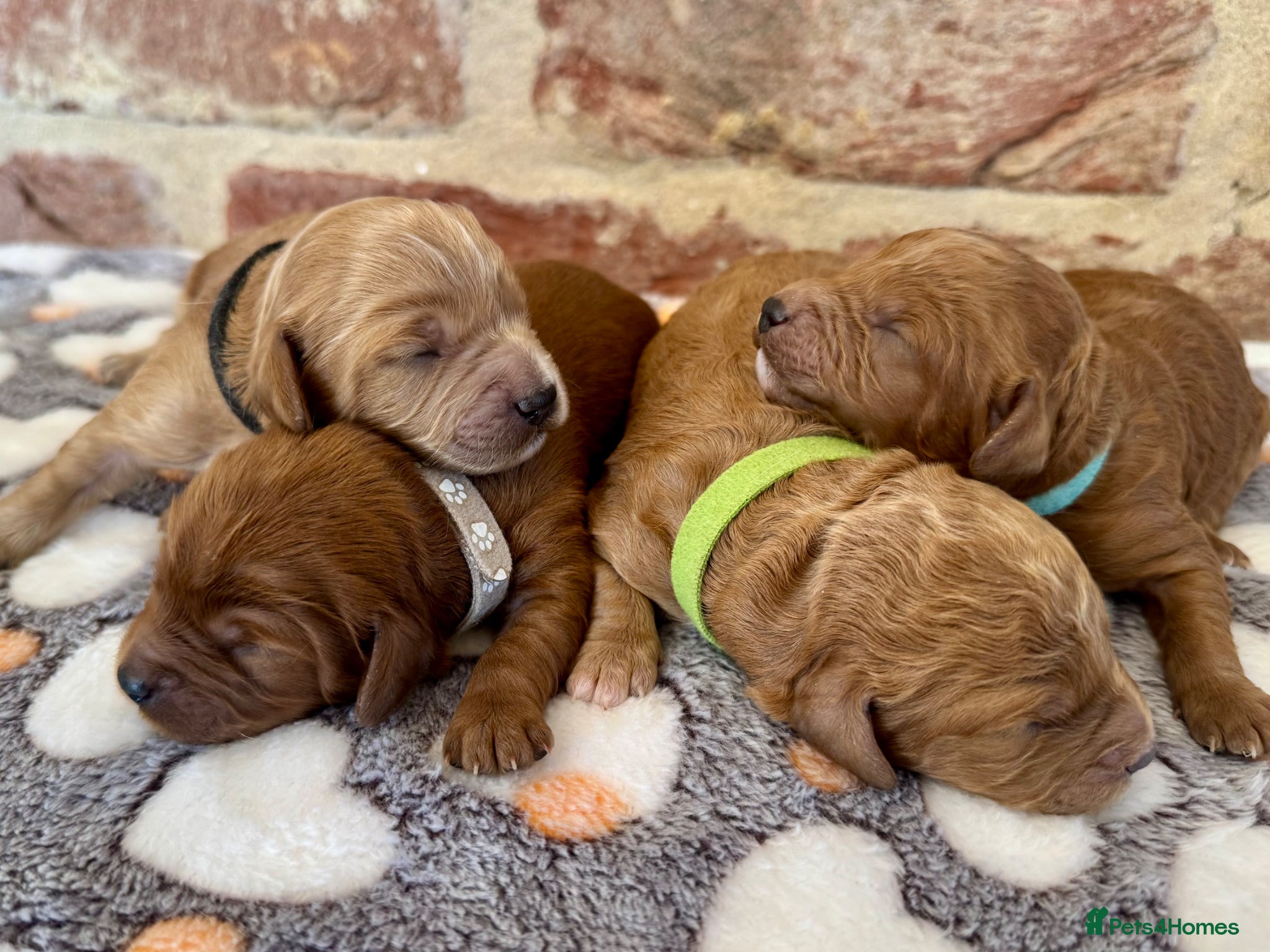 Cavapoo dogs 🐾 F1b male cavapoos 🐾 - Advert 2