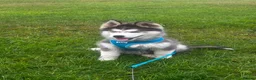 Siberian Husky dogs for sale: Husky  puppies 1 boy 1 girl  - Advert 2