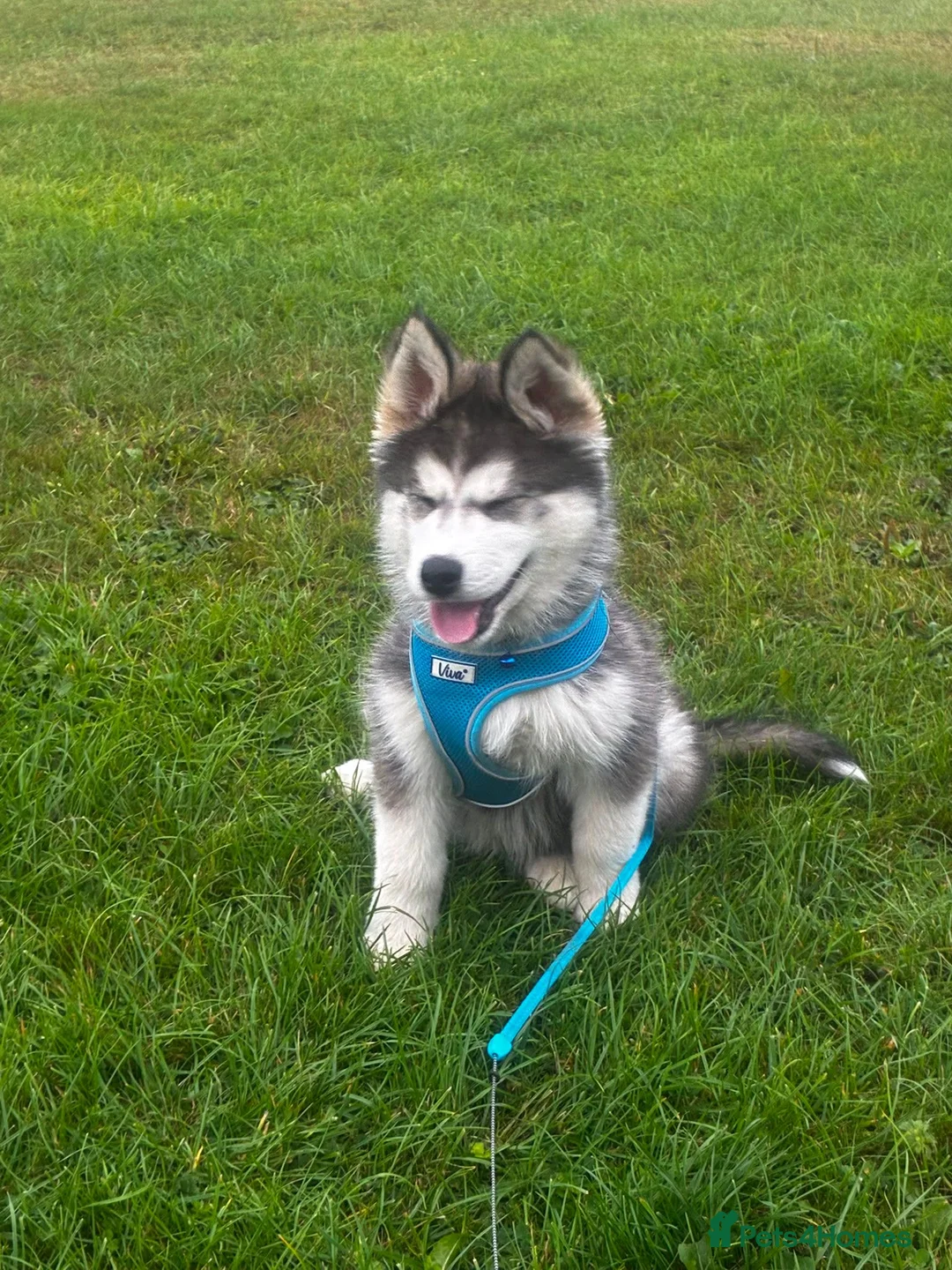 Siberian Husky dogs for sale: Husky  puppies 1 boy 1 girl  - Advert 2