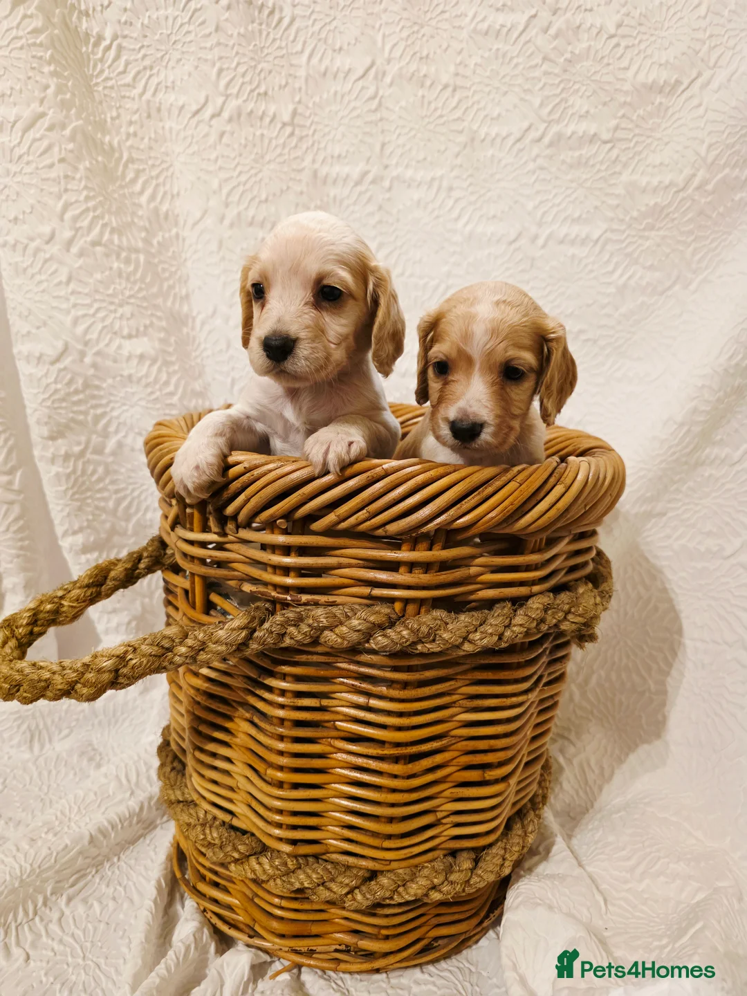 Cocker Spaniel dogs for sale: Legally Docked Working KC Cocker Spaniel Pups - Advert 2