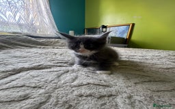 Maine Coon cats for sale: Gorgeous maine coon kittens  - Image 17