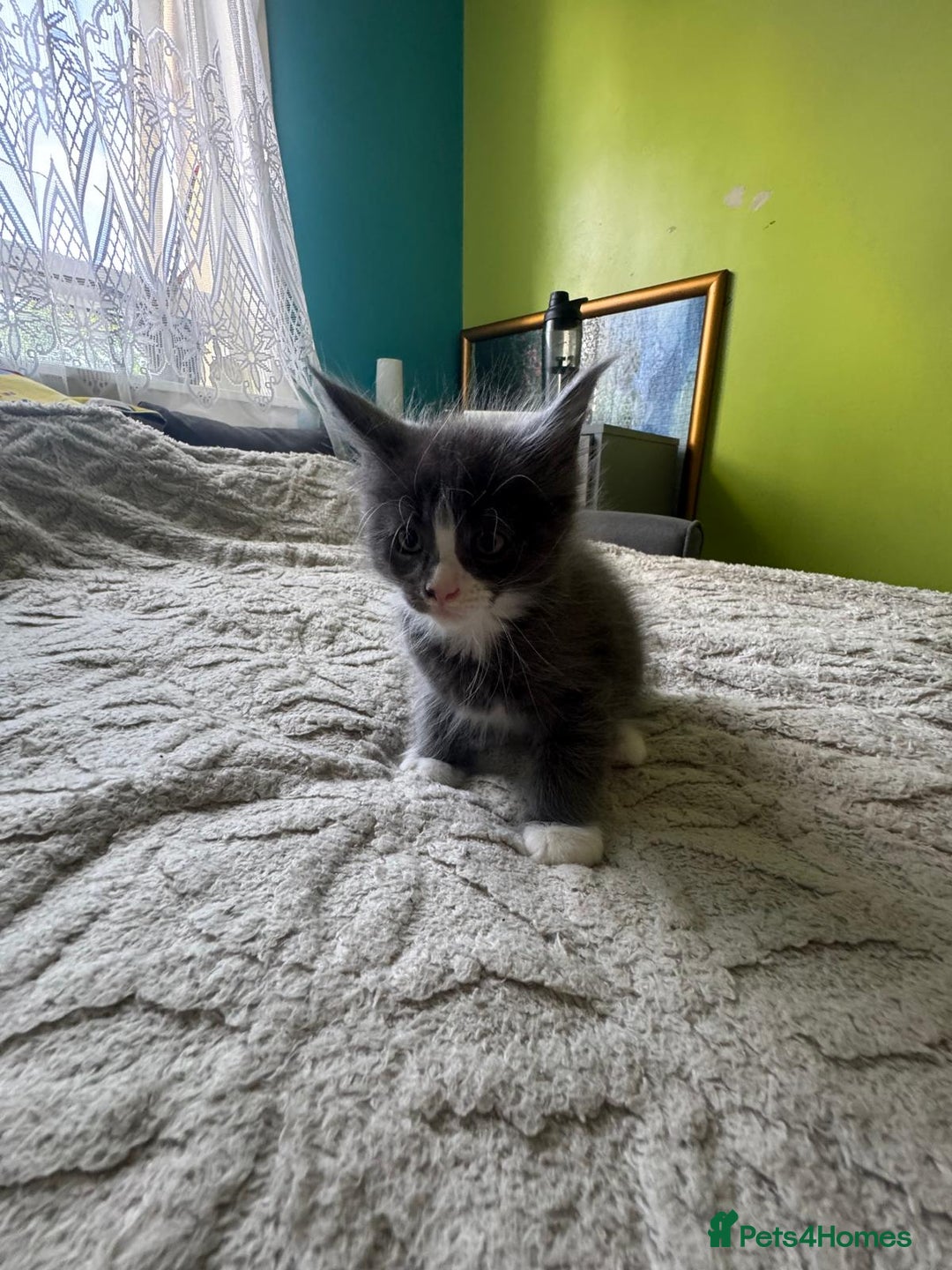 Maine Coon cats for sale: Gorgeous maine coon kittens  - Image 17
