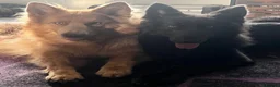 German Shepherd dogs for sale: Heart breaking sale of my German Shepherd’s  - Advert 3