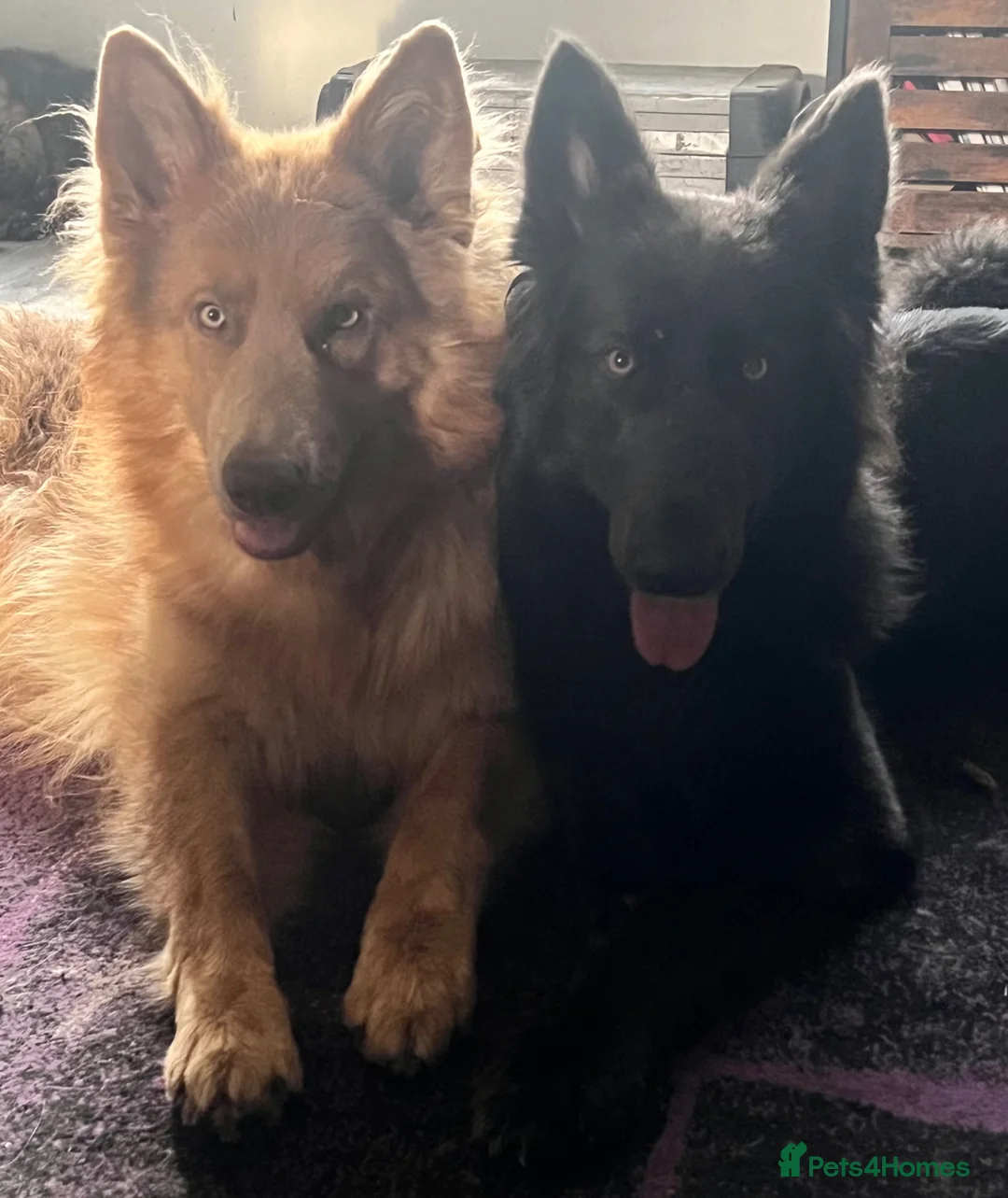 German Shepherd dogs for sale: Heart breaking sale of my German Shepherd’s  - Advert 3
