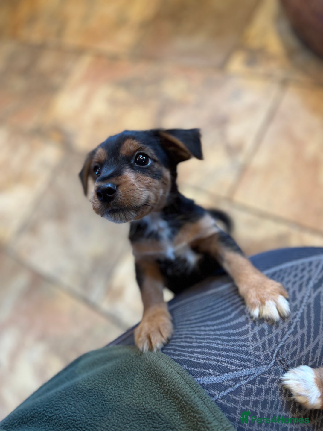 Jack Russell dogs for sale: Jack Russell terrier Pups!  - Advert 15