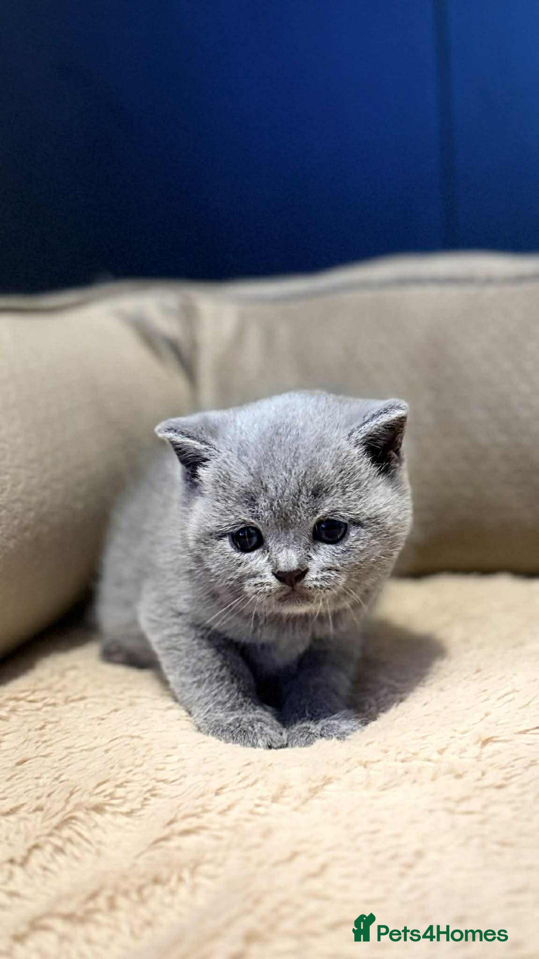 Scottish Fold cats for sale: Scottish Fold/Straight Kittens - Advert 3