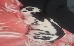 Rex rabbits for sale: Mix rabbits in different Ages - Image 2