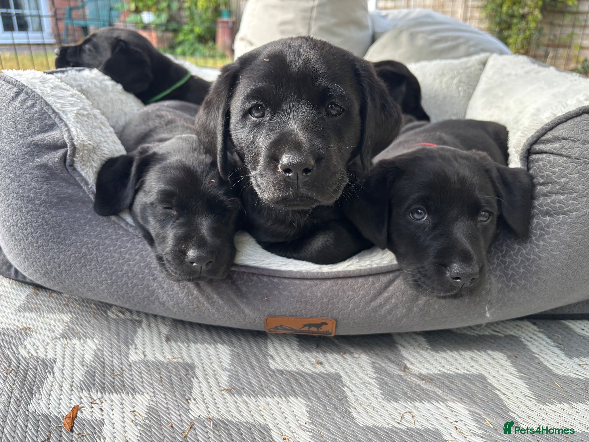 Labrador Retriever dogs Black Labrador puppies KC, dna tests, great scores - Advert 1