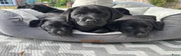 Labrador Retriever dogs for sale: Black Labrador pups, KC, dna tests, great scores - Advert 2