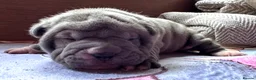 Shar Pei dogs for sale: Stunning Bullpei Puppies (Sharpei/English Bulldog) - Advert 30