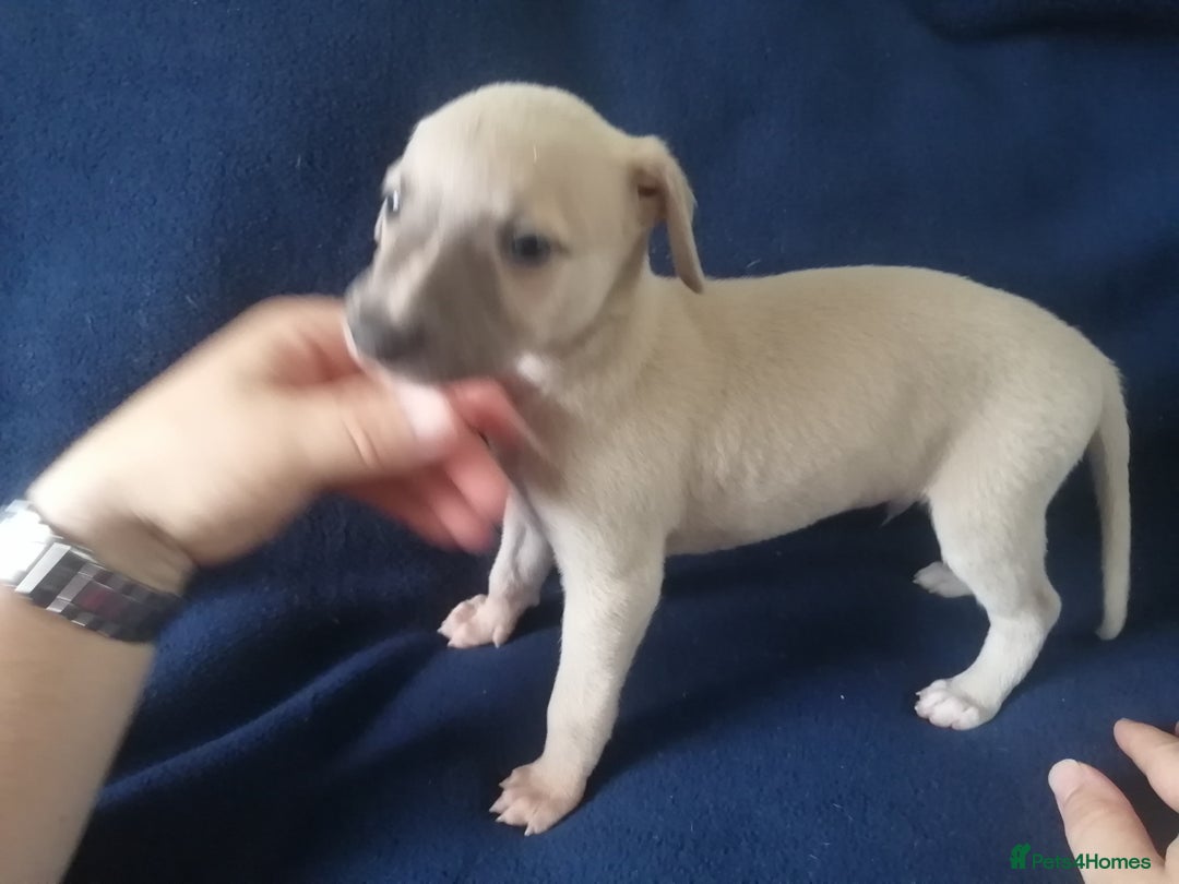 Whippet dogs for sale: Whippet pups ready now  - Image 3