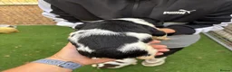 English Springer Spaniel dogs for sale: KC Springer Spaniel Puppies  - Advert 6