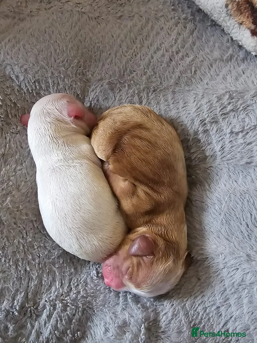 Cockapoo dogs for stud: Buddy - F2b Merle Cockapoo REPEATEDLY PROVEN  Stud in Manchester - Advert 15