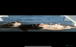 Mixed Breed cats for sale: 5 beautiful kittens ready for their forever home  - Image 11