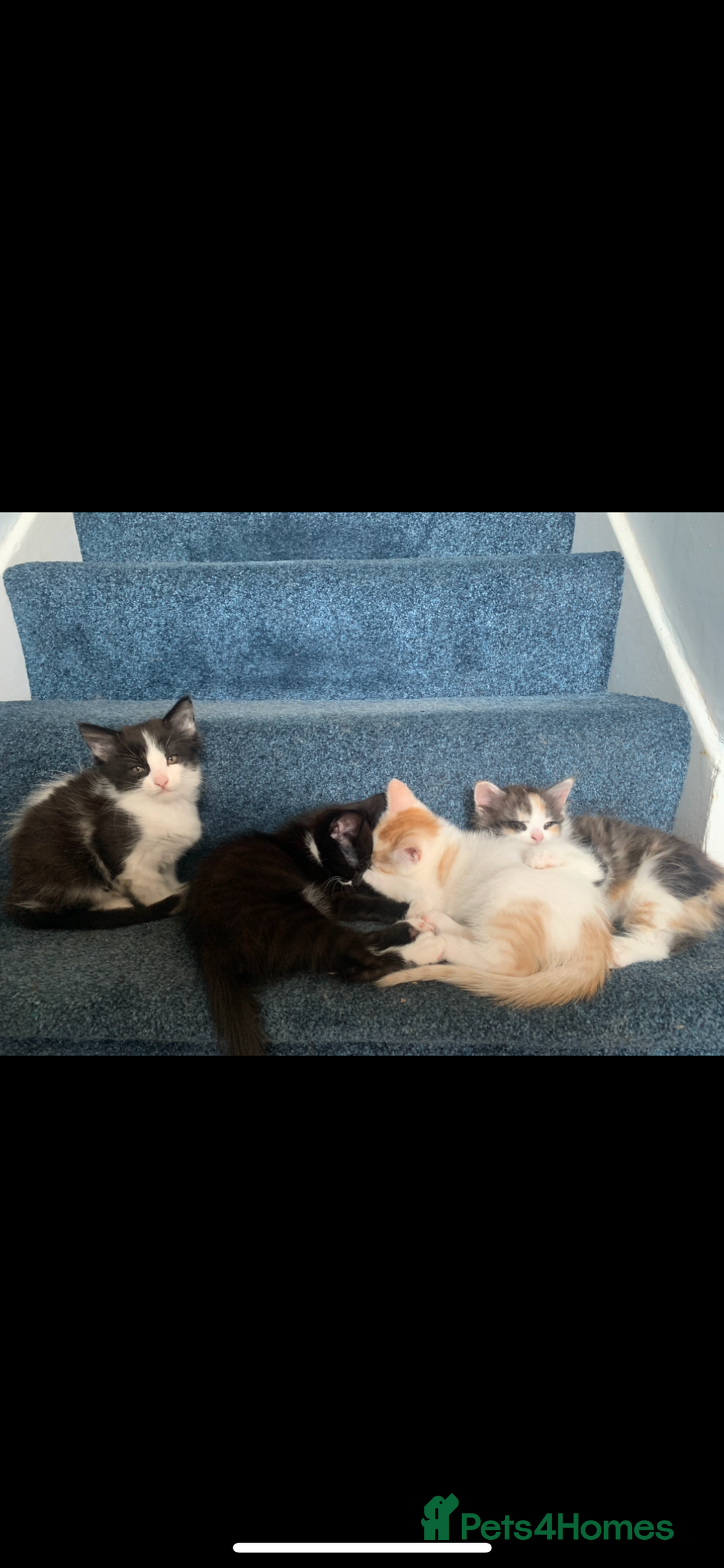 Mixed Breed cats for sale: 5 beautiful kittens ready for their forever home  - Image 11