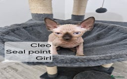 Sphynx cats for sale: Quality canadian sphynx kittens HCM Tica - Image 7