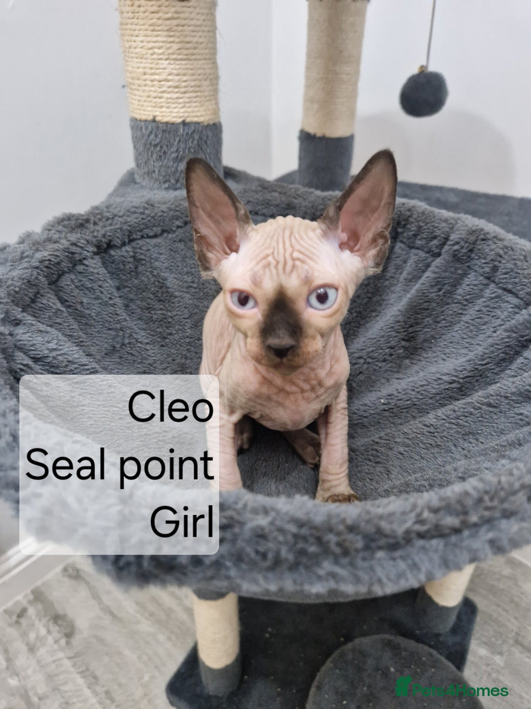 Sphynx cats for sale: Quality canadian sphynx kittens HCM Tica - Image 7